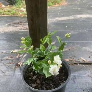 Arabian Jasmine Live Plant - Double Flower Mogra, 4 inch Pot, Fragrant Indoor/Outdoor - Image 5