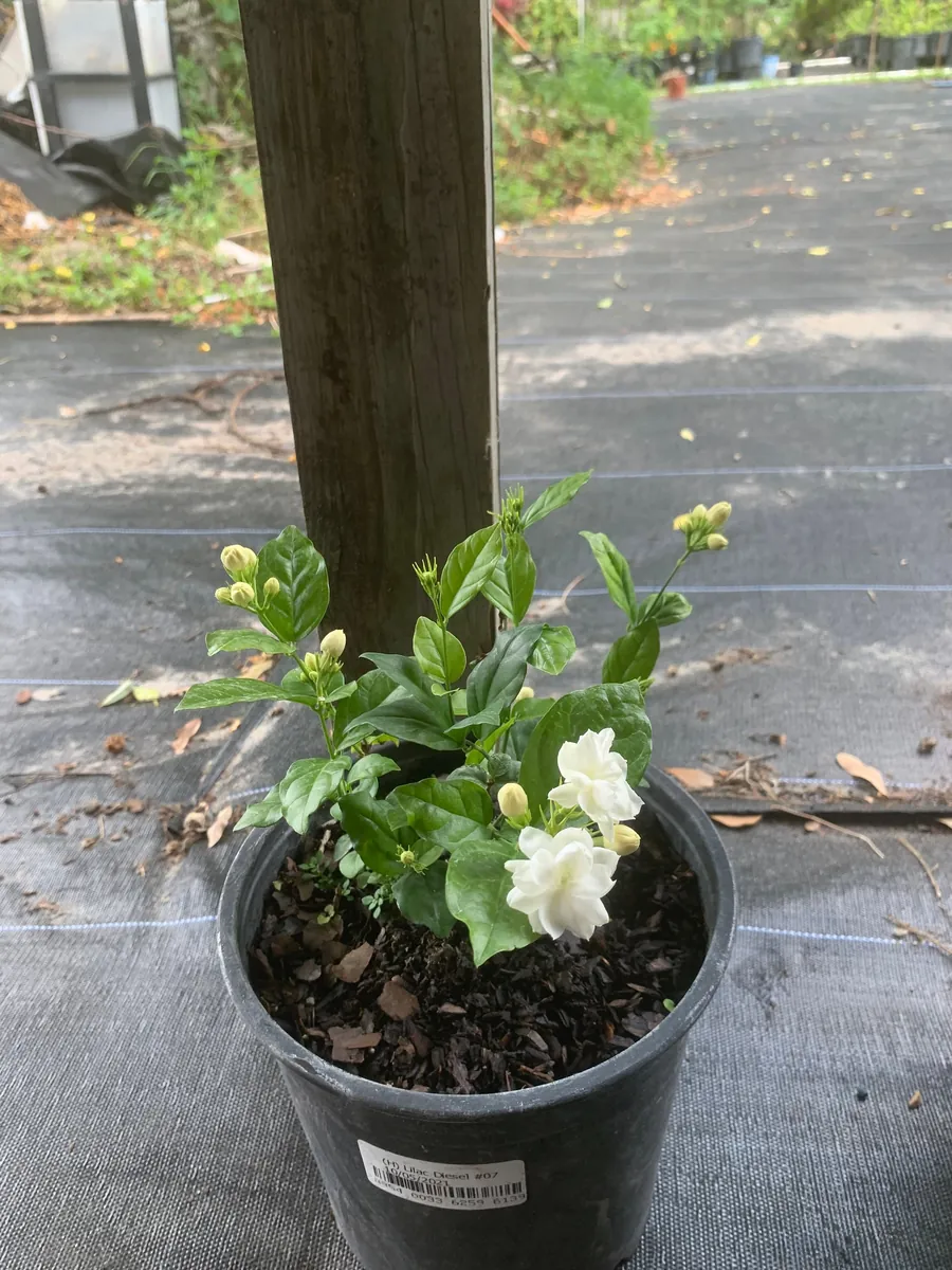 Arabian Jasmine Live Plant - Double Flower Mogra, 4 inch Pot, Fragrant Indoor/Outdoor - Image 5