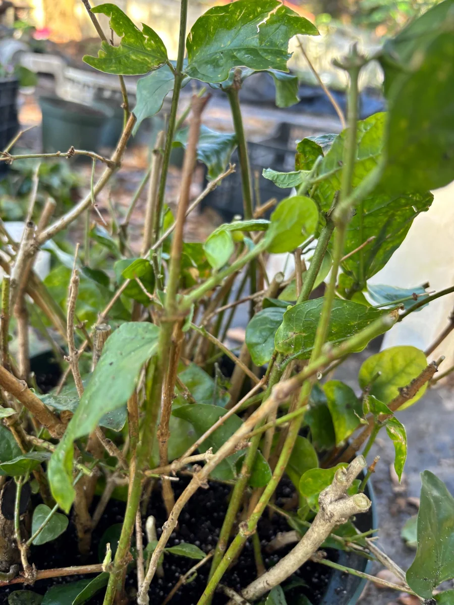 Arabian Jasmine Live Plant - Double Flower Mogra, 4 inch Pot, Fragrant Indoor/Outdoor - Image 6
