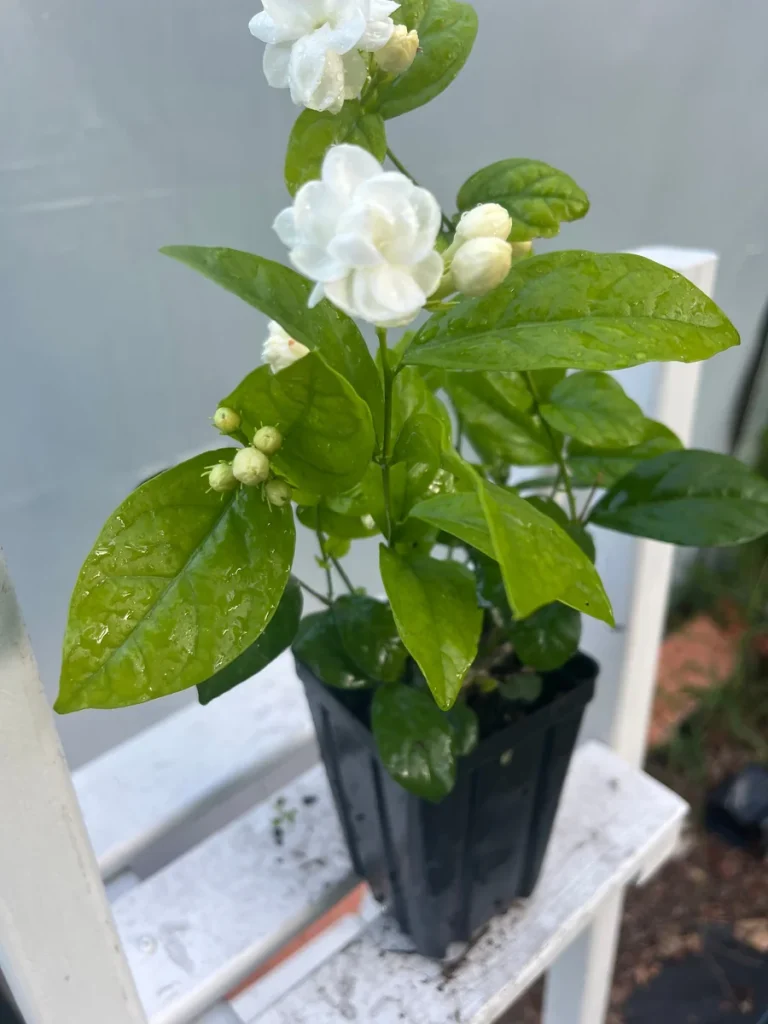 Arabian Jasmine Plant Sale