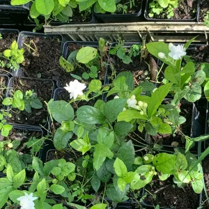 Arabian Jasmine Live Plant - Double Flower Mogra, Jasminum sambac, 4 inch Pot - Image 3