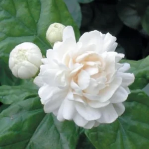Arabian Jasmine Live Plant – Grand Duke Jasmine – 12" Tall – 3.5" Pot – Indoor/Outdoor - Image 1