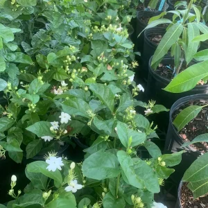 Arabian Jasmine Live Plant (Jasminum Sambac) - Fragrant Single White Flower - Image 2