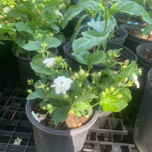 Arabian Jasmine Live Plant (Jasminum Sambac) - Fragrant Single White Flower - Image 3