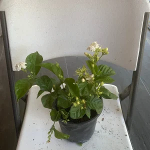 Arabian Jasmine Live Plant (Jasminum Sambac) - Fragrant Single White Flower - Image 6