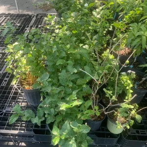 Arabian Jasmine Live Plant (Jasminum Sambac) - Fragrant Single White Flower - Image 8