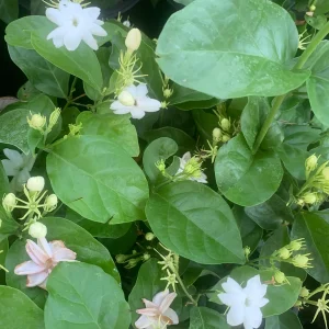 Arabian Jasmine Plant (Jasminum Sambac) - Fragrant Live Plant - Single Flower - Image 4