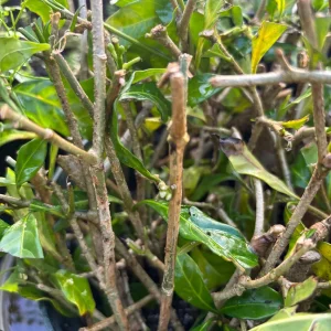 Arabian Jasmine Plant (Jasminum Sambac) - Fragrant Live Plant - Single Flower - Image 9