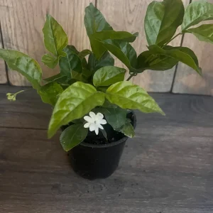 Arabian Jasmine Plant - Live Sambac Jasmine, Fragrant White Flowers, 4-6 inch Pot, Indoor/Outdoor - Image 10