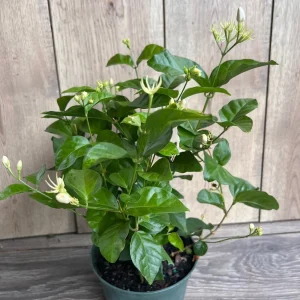 Arabian Jasmine Plant - Live Sambac Jasmine, Fragrant White Flowers, 4-6 inch Pot, Indoor/Outdoor - Image 2