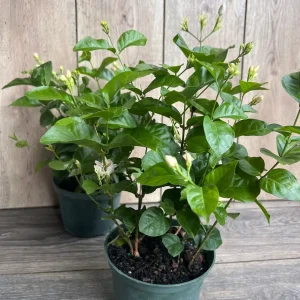 Arabian Jasmine Plant - Live Sambac Jasmine, Fragrant White Flowers, 4-6 inch Pot, Indoor/Outdoor - Image 7