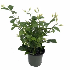 Arabian Tea Jasmine Plant Maid of Orleans Live Plant 4 inch Pot Indoor/Outdoor - Image 1
