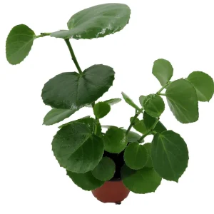 Arabian Wax Ivy Live Plant - Cissus Rotundifolia - 4 inch Pot - Houseplant - Image 2