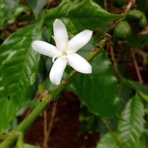 Arabica Coffee Live Plant - 1-2 Ft Tall, Ships in 6" Pot - Indoor/Outdoor - Image 2