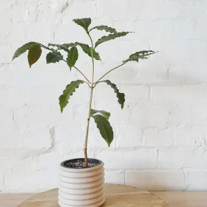 Arabica Coffee Live Plant - 1-2 Ft Tall, Ships in 6" Pot - Indoor/Outdoor - Image 1