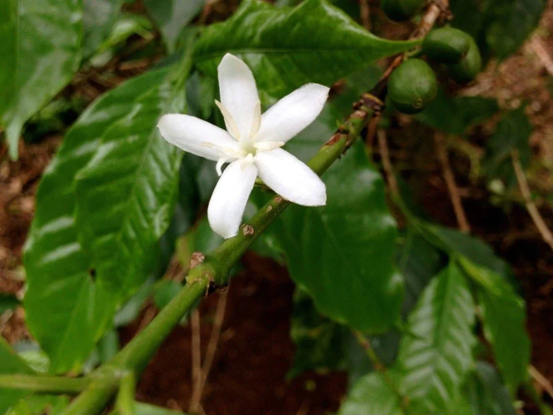 Arabica Coffee Live Plant - 2-3 ft Tall in 3 Gallon Pot - Indoor/Outdoor - Image 2