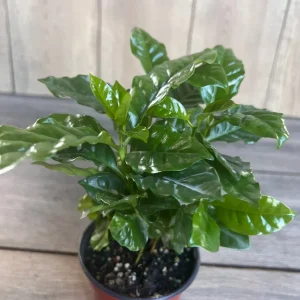 Arabica Coffee Plant - Live Indoor Houseplant - 4 inch Pot - Image 2