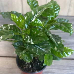 Arabica Coffee Plant - Live Indoor Houseplant - 4 inch Pot - Image 1