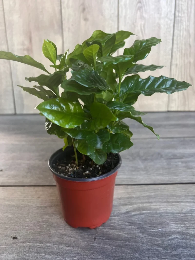 Arabica Coffee Plant - Live Indoor Houseplant in 4-inch Pot