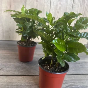 Arabica Coffee Plant - Live Indoor Houseplant - 4 inch Pot - Image 6