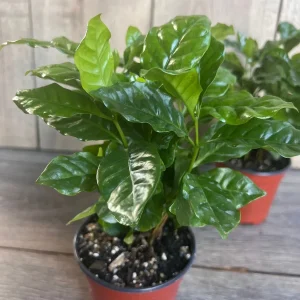 Arabica Coffee Plant - Live Indoor Houseplant - 4 inch Pot - Image 8