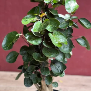 Aralia Fabian Stump Live Plant – 6 inch Pot – Indoor Houseplant - Image 2