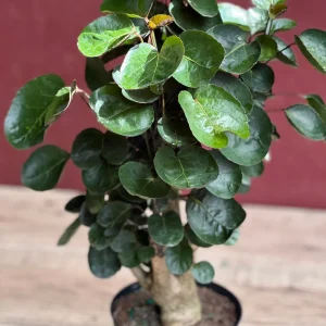 Aralia Fabian Stump Live Plant – 6 inch Pot – Indoor Houseplant - Image 1