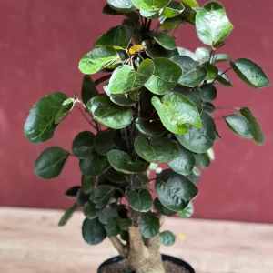 Aralia Fabian Stump Live Plant – 6 inch Pot – Indoor Houseplant - Image 4