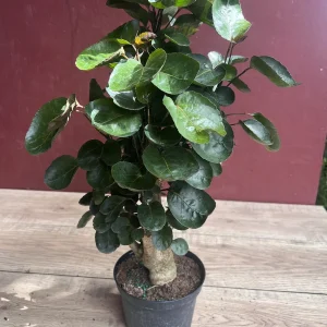 Aralia Fabian Stump Live Plant – 6 inch Pot – Indoor Houseplant - Image 6