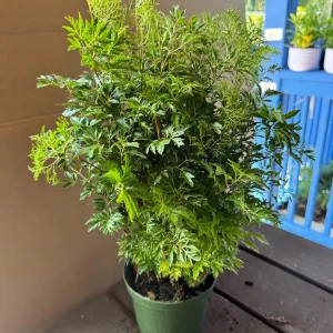 Aralia Ming Live Plant 6 inch Pot - Edible Variegated Foliage Indoor - Image 2