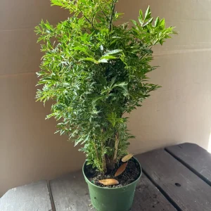 Aralia Ming Live Plant 6 inch Pot - Edible Variegated Foliage Indoor - Image 3