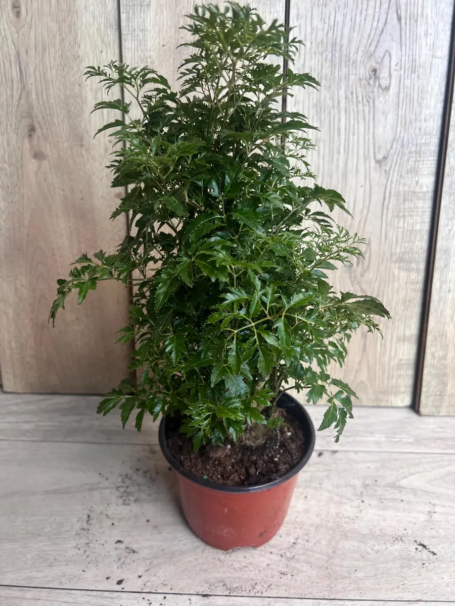 Aralia Parsley Live Plant - Polyscias fruticosa in 6 Inch Pot - Indoor/Outdoor Tropical Foliage - Image 2