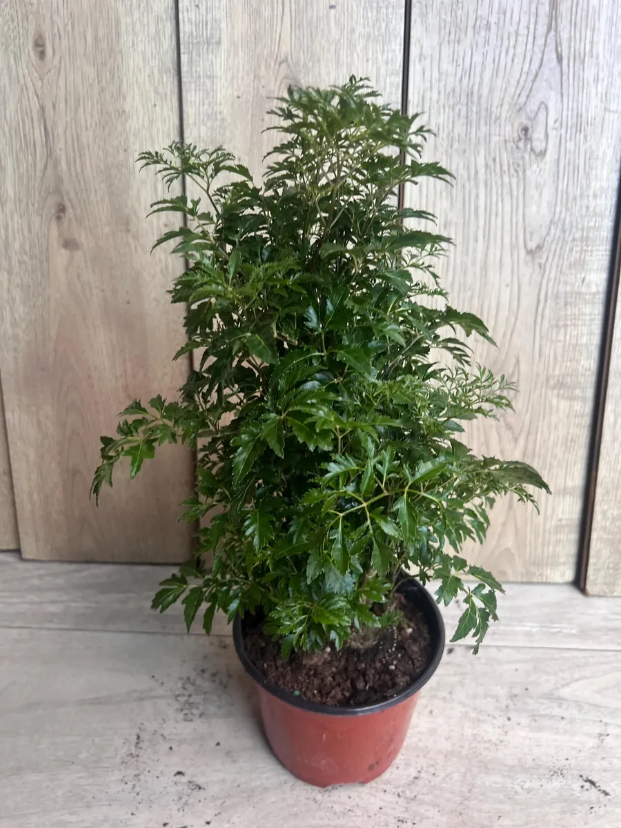 Aralia Parsley Live Plant - Polyscias fruticosa in 6 Inch Pot - Indoor/Outdoor Tropical Foliage - Image 3