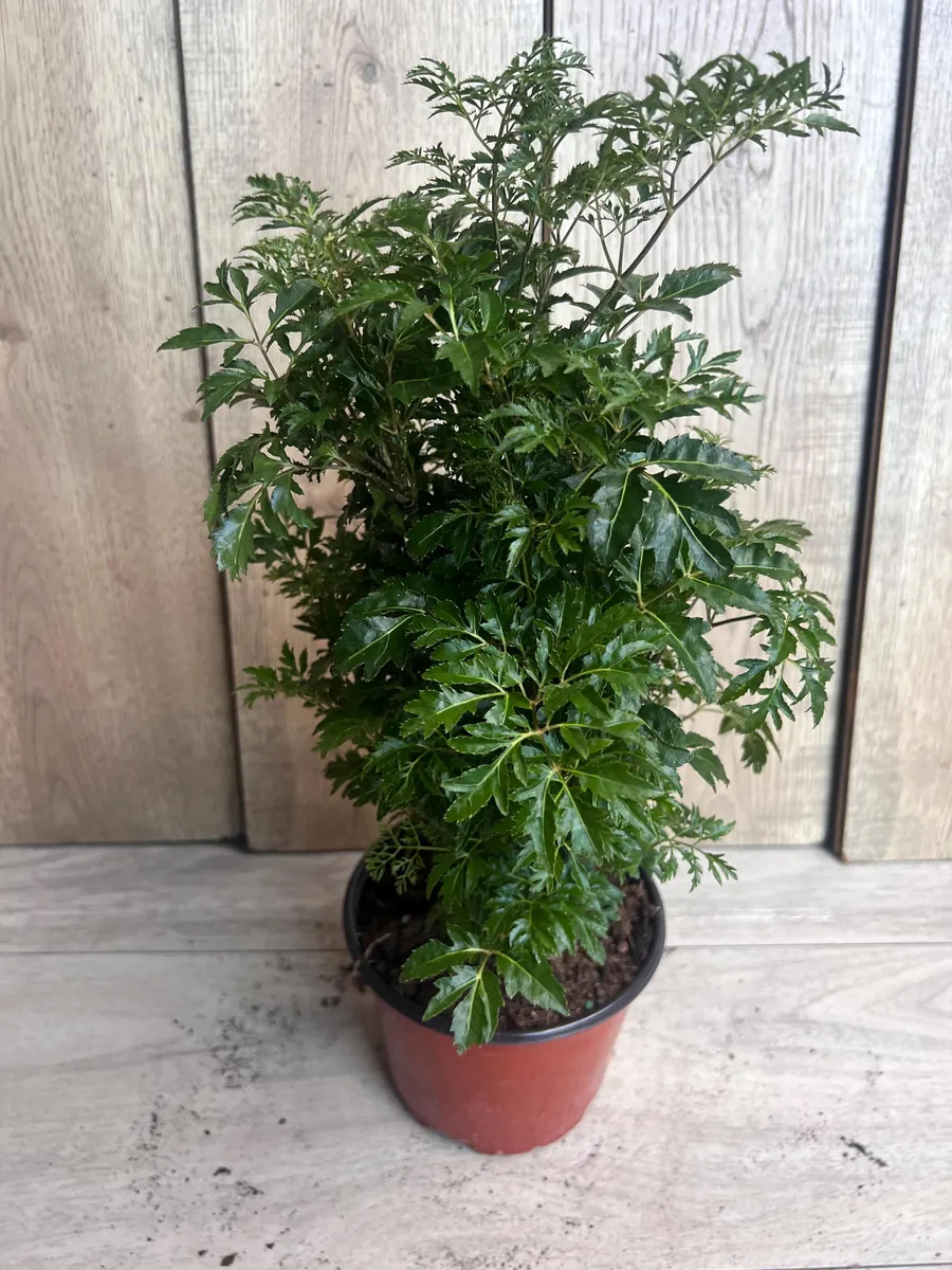 Aralia Parsley Live Plant - Polyscias fruticosa in 6 Inch Pot - Indoor/Outdoor Tropical Foliage - Image 4