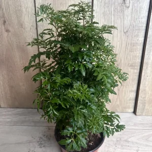 Aralia Parsley Live Plant - Polyscias fruticosa in 6 Inch Pot - Indoor/Outdoor Tropical Foliage - Image 5