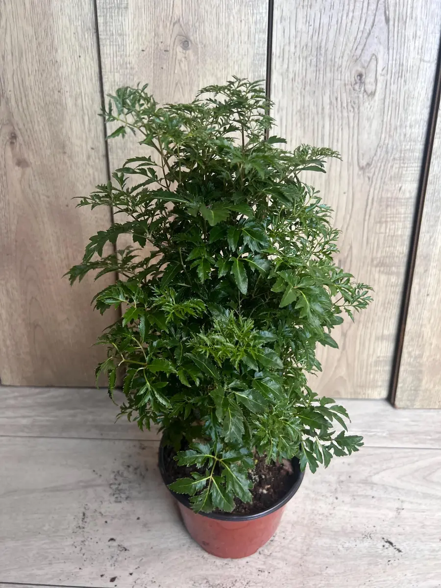 Aralia Parsley Live Plant - Polyscias fruticosa in 6 Inch Pot - Indoor/Outdoor Tropical Foliage - Image 5