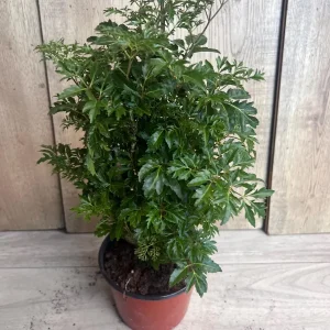 Aralia Parsley Live Plant - Polyscias fruticosa in 6 Inch Pot - Indoor/Outdoor Tropical Foliage - Image 6