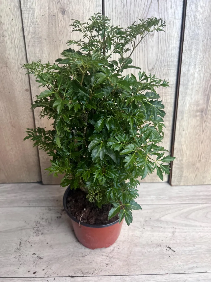 Aralia Parsley Live Plant - Polyscias fruticosa in 6 Inch Pot - Indoor/Outdoor Tropical Foliage - Image 6