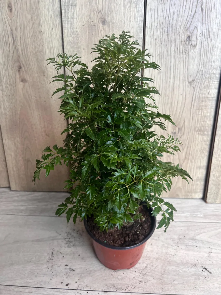 Aralia Parsley Live Plant - Polyscias fruticosa in 6 Inch Pot - Indoor/Outdoor Tropical Foliage - Image 8
