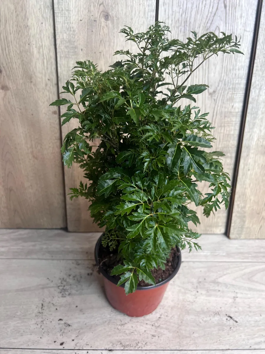 Aralia Parsley Live Plant - Polyscias fruticosa in 6 Inch Pot - Indoor/Outdoor Tropical Foliage - Image 9
