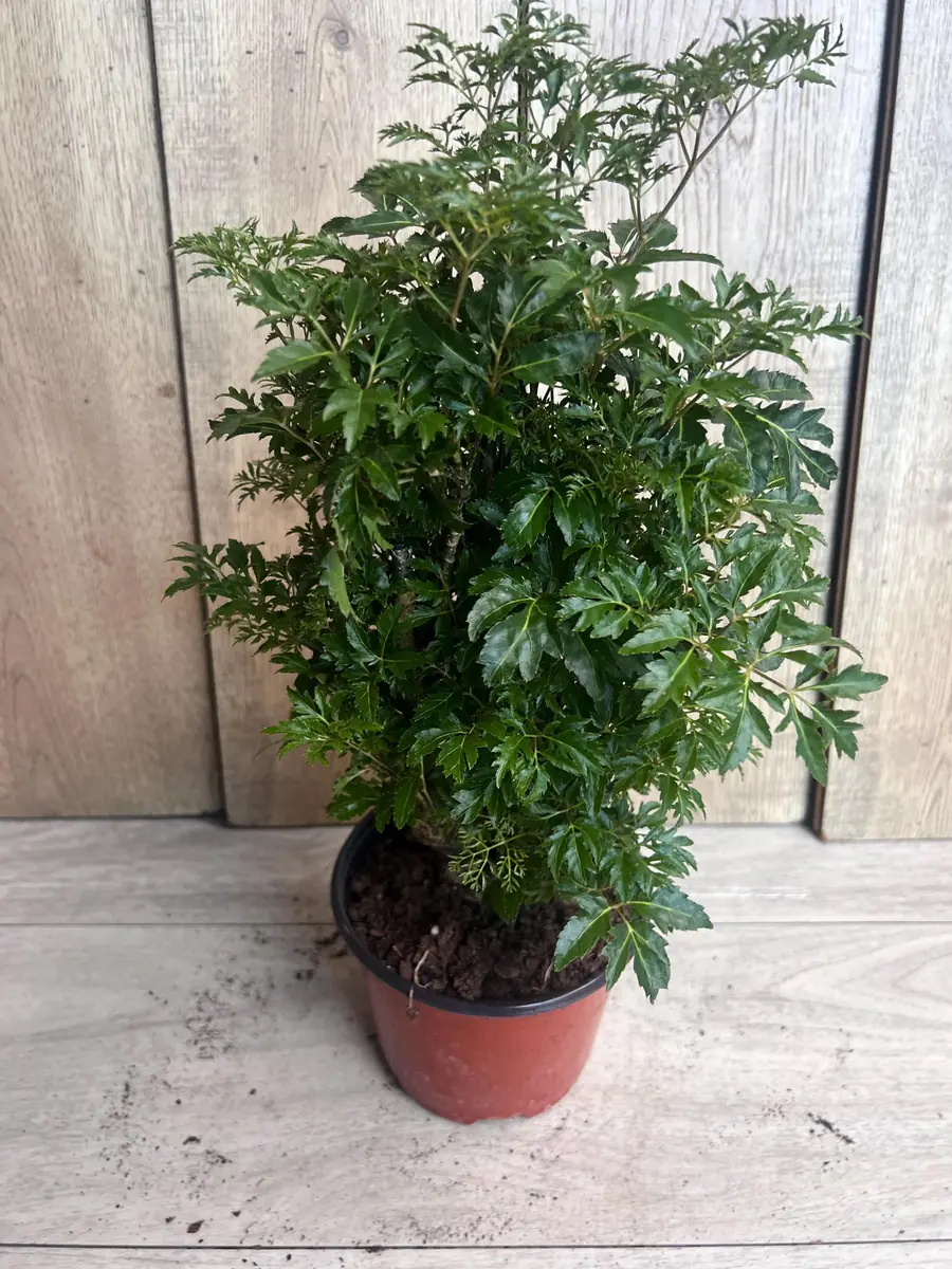 Aralia Parsley Live Plant - Polyscias fruticosa in 6 Inch Pot - Indoor/Outdoor Tropical Foliage - Image 1
