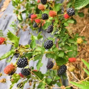 Arapaho Thornless Blackberry Live Plant - 4-6