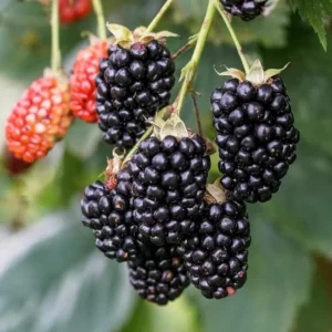 Arapaho Thornless Blackberry Live Plant - 4-6" Tall - Outdoor Fruit Shrub - Image 1
