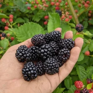 Arapaho Thornless Blackberry Live Plant - 4-6