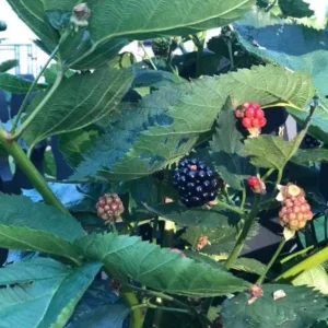 Arapaho Thornless Blackberry Live Plants - Set of 2, 4-6