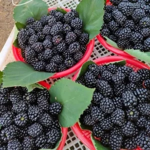 Arapaho Thornless Blackberry Live Plants - Set of 2, 4-6