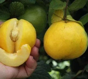 Araza Live Plant – Rare Tropical Fruit Tree – 2 ft Tall – 3 Gallon Pot - Image 1