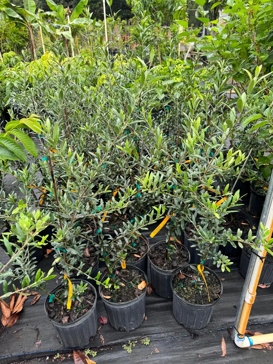 Arbequina Olive Tree Live Plant - 1 Gallon Pot, 2-3 Feet Tall - Image 2