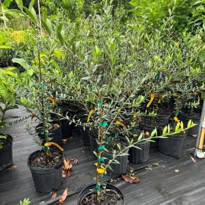 Arbequina Olive Tree Live Plant - 1 Gallon Pot, 2-3 Feet Tall - Image 3