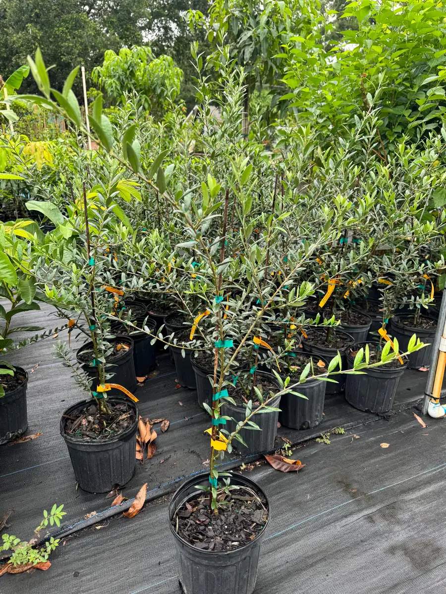 Arbequina Olive Tree Live Plant - 1 Gallon Pot, 2-3 Feet Tall - Image 3